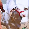 moinahmed172