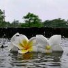 nusrat.islam961