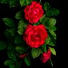sharmin.akhter.mi3