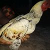 choedchai.jampato