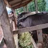 valmir.caitano.da6