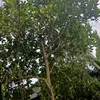 vn.c17605