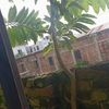 jannat.akter4296