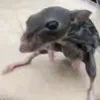maxieee.rawr