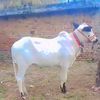 mubashar.rajpoot51