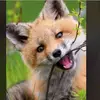 user98221094_kong