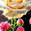 josaf.kisri0