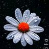 ayfer8694
