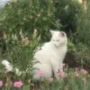 freyamublon_123