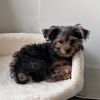 romeotheyorkieofficial