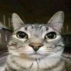 el_gato_decadente