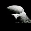 that_fuckyouguy