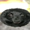 davo_te_gusta_mile_chita