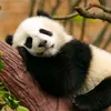pandas