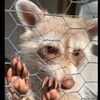 Dolly the raccoon