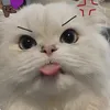 Bún rêu cua