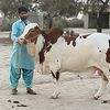 hamraz.mazari3