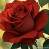 hubdar.hussain85