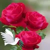 haidaranwar916