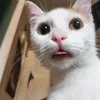 khynxx49