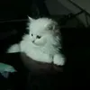 xrtck
