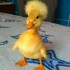 zainmohamed4027