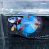 ttabettafish