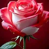 ha.thanh3562