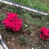 gosia7113