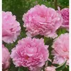 recettes_souad