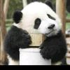 innocent.panda1