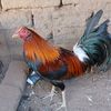 el.flaco9250
