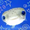 marine_biologi