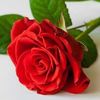 hanife.geir