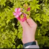 aliadnan5695