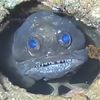fishy_person