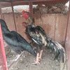 abdullah.khokhar.40