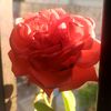 fareeda.ahmad72