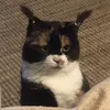 gaugau_meograoo