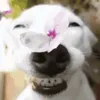 _.____.___..__.____._