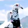 yaru.racing.pigeos