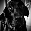 bdogshouse1