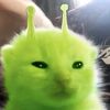 catibuboni