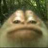 ilovemarcelthemonkey