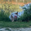 leia_28092