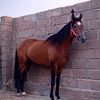 alshamak.abdalh