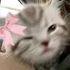 thaemesantos5