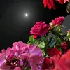 znr_39