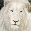 king.yasser14