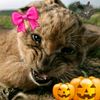 savanna_paws